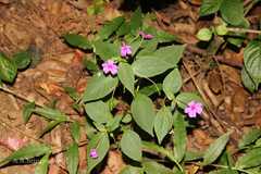 Impatiens gardneriana